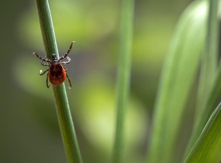 Кліщі: які хвороби переносять, як правильно витягувати кліща та коли потрібно до лікаря (роз'яснення від експерта)