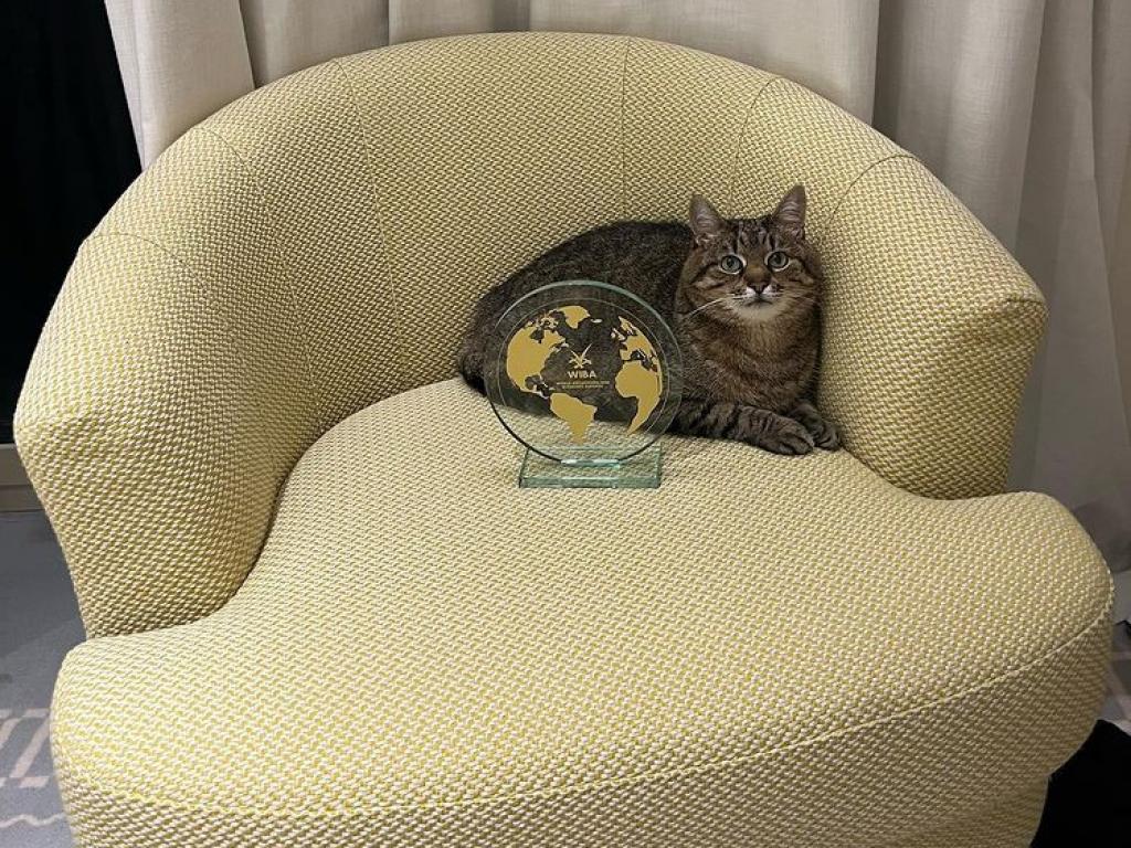 Знаменитый кот Степан получил награду World Influencers and Bloggers Awards