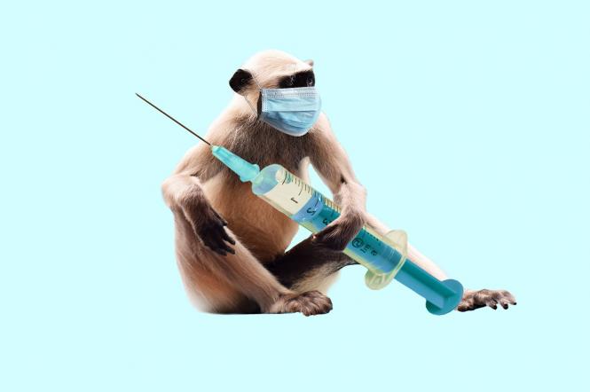 Мавпяча віспа 2022: симптоми, профілактика та шляхи передачі вірусу — роз'яснення МОЗ