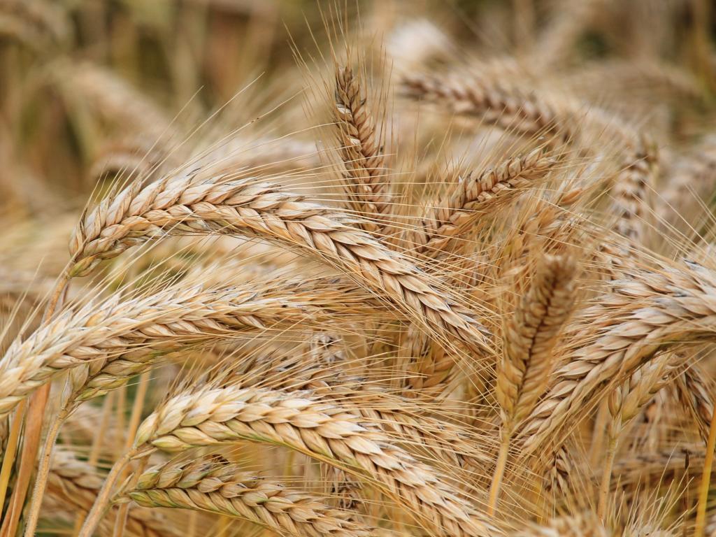 Росія краде зерно, як в Голодомор: фермерів на окупованих територіях змушують віддавати зерно майже задарма