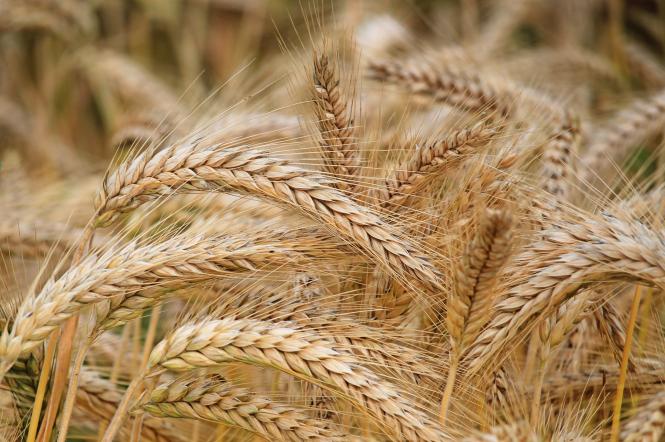 Россия ворует зерно, как в Голодомор: фермеров на оккупированных территориях заставляют отдавать зерно почти даром