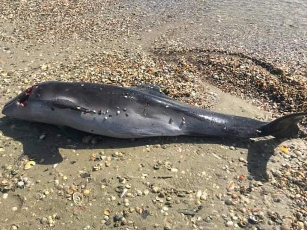 У Чорному морі через окупантів масово гинуть дельфіни