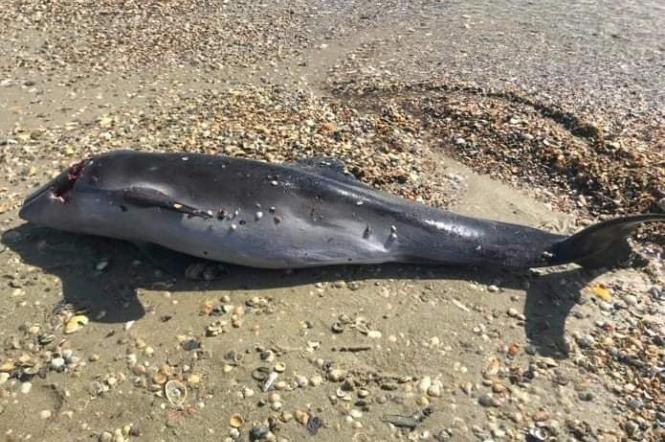 У Чорному морі через окупантів масово гинуть дельфіни