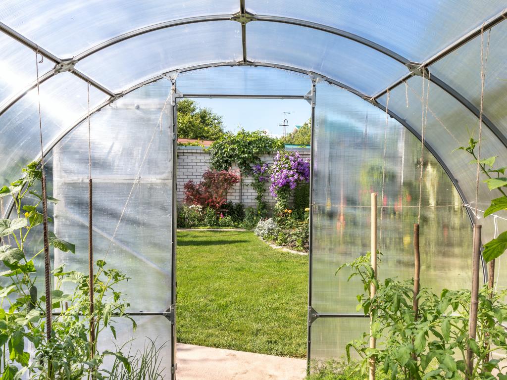 Як пересаджувати розсаду та як правильно поливати рослини: польові секрети від садової блогерки Антоніни Лесик