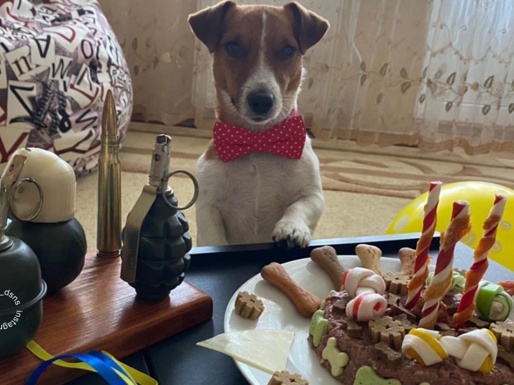 Легендарний пес Патрон святкує день народження: скільки йому виповнюється та які подарунки замовив