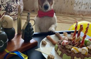 Легендарный пес Патрон празднует день рождения: сколько ему исполняется и какие подарки заказал
