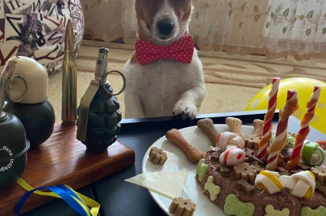 Легендарний пес Патрон святкує день народження: скільки йому виповнюється та які подарунки замовив