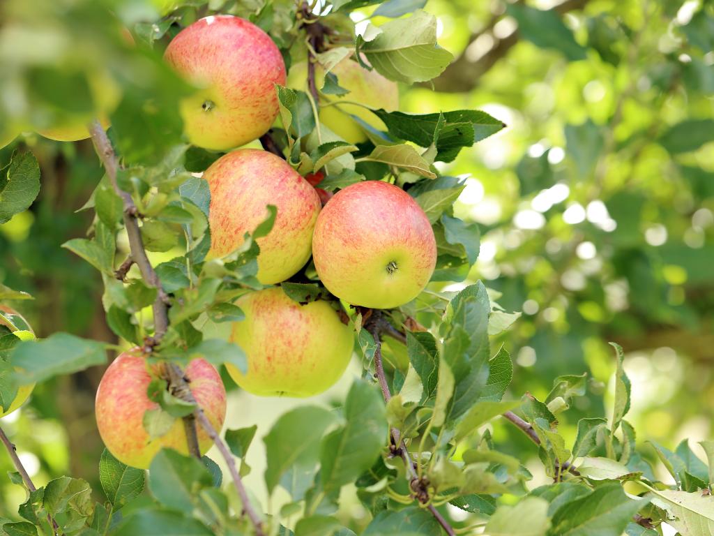 На Яблочный Спас рассказываем о полезных свойствах яблок (комментарий диетолога в «Сніданку з 1+1»)