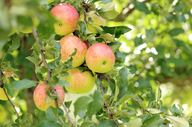 На Яблочный Спас рассказываем о полезных свойствах яблок (комментарий диетолога в «Сніданку з 1+1»)