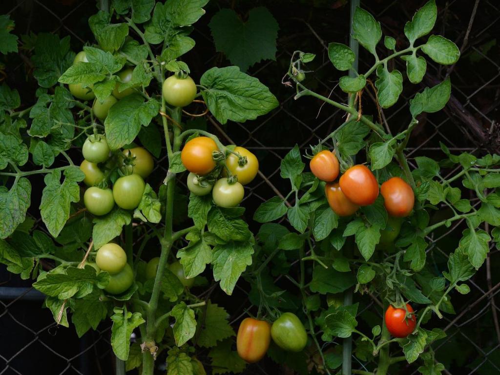 Як прискорити дозрівання томатів та як правильно зберігати врожай (поради у Сніданку з 1+1)