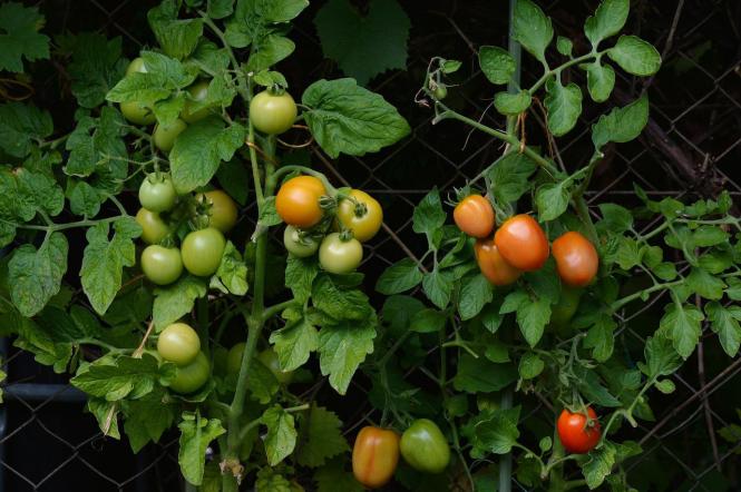 Как ускорить созревание томатов и как правильно хранить урожай (советы в Сніданку з 1+1)