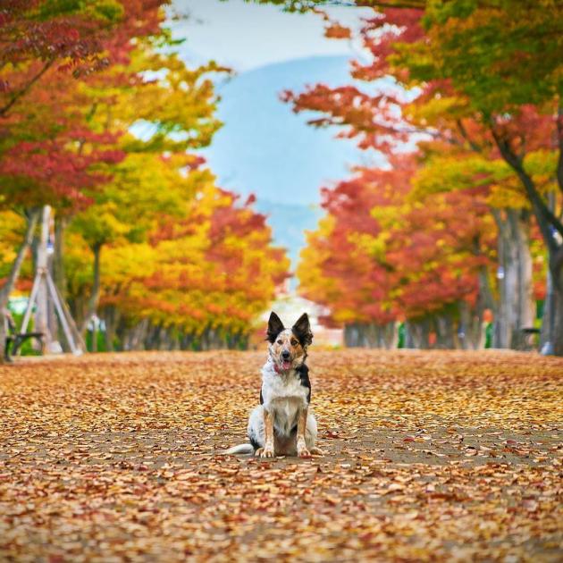 осінь прогулянка