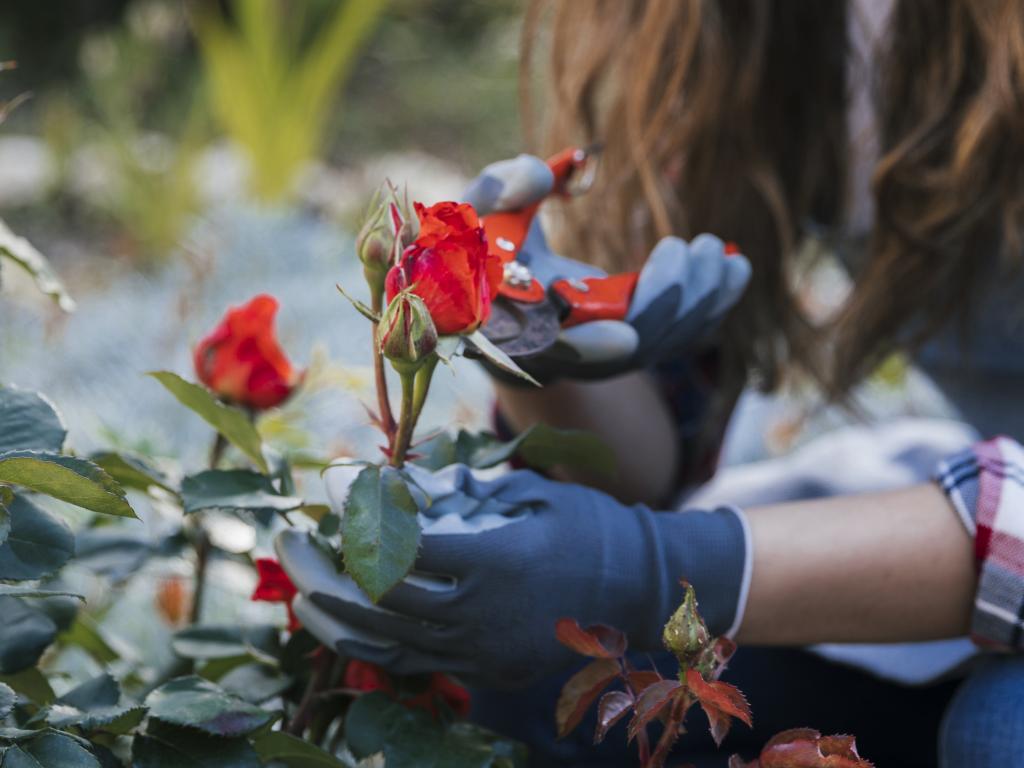 Как подготовить розы к зиме: советы Антонины Лесик
