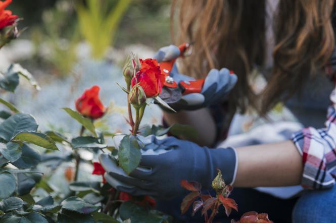 Як підготувати троянди до зими: поради Антоніни Лесик