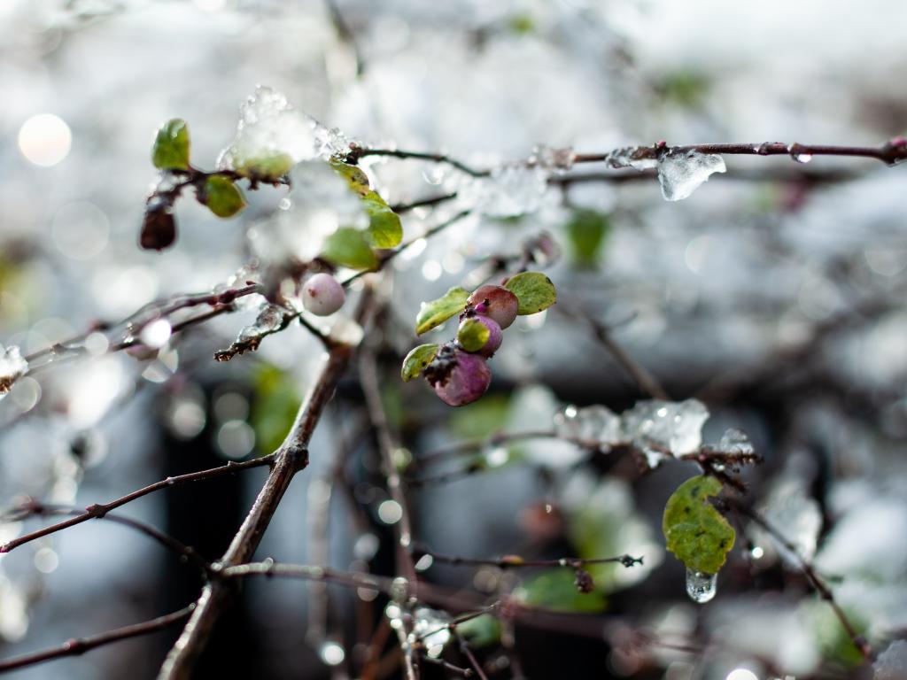 Коли в Україну прийде весна: прогноз погоди та народні прикмети