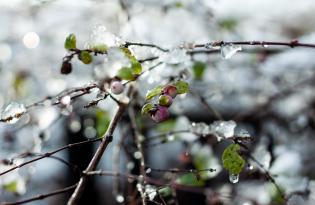 Коли в Україну прийде весна: прогноз погоди та народні прикмети
