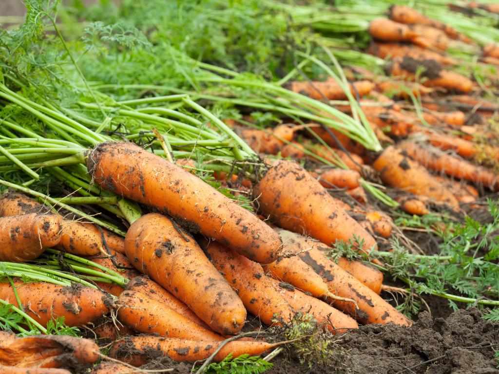 Як сіяти моркву, щоб не проривати — 1+1