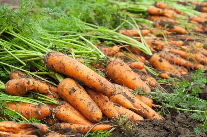 Як сіяти моркву, щоб не проривати — 1+1