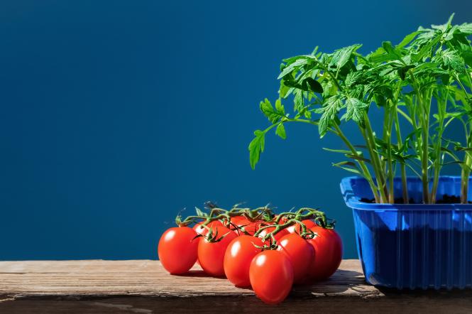 Коли садити розсаду помідорів у відкритий ґрунт — 1+1