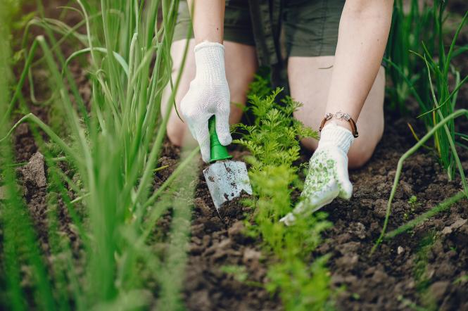 Как уберечь сад и огород от жары мульчированием почвы — 1+1