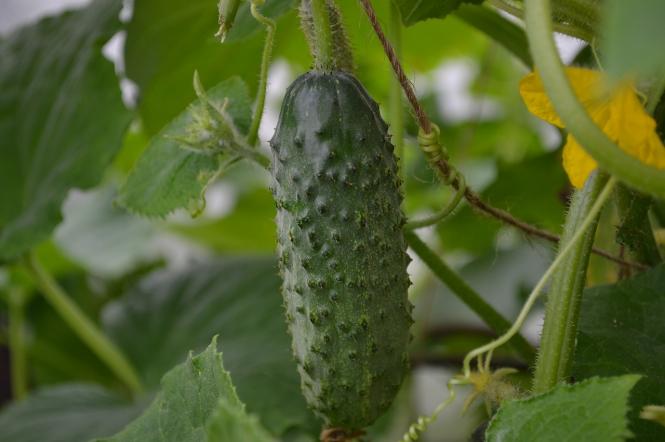 Як подовжити життя куща огірків – секрети садової блогерки