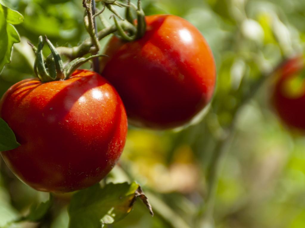 Поради, як пришвидшити дозрівання помідорів