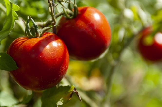 Советы, как ускорить созревание помидоров