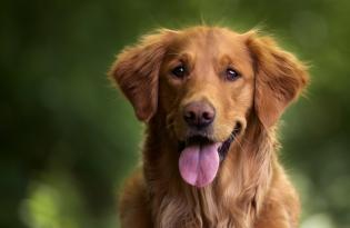 Собачий стресс: признаки, причины и упражнения для помощи