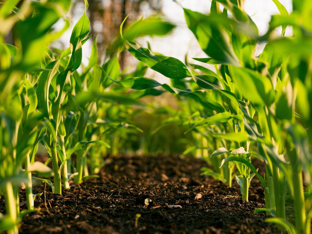 Як швидко відновити ґрунт після урожаю