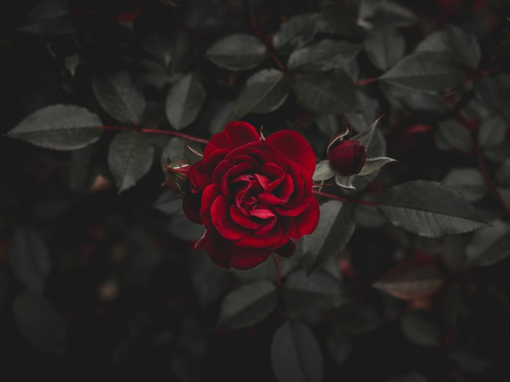 Як доглядати за трояндами восени: прості поради експерта