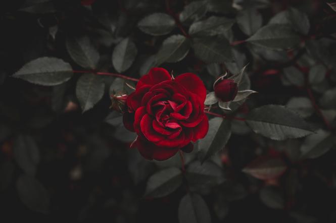 Как ухаживать за розами осенью: простые советы эксперта