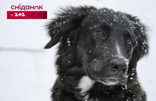 Как помочь бездомным животным пережить зиму