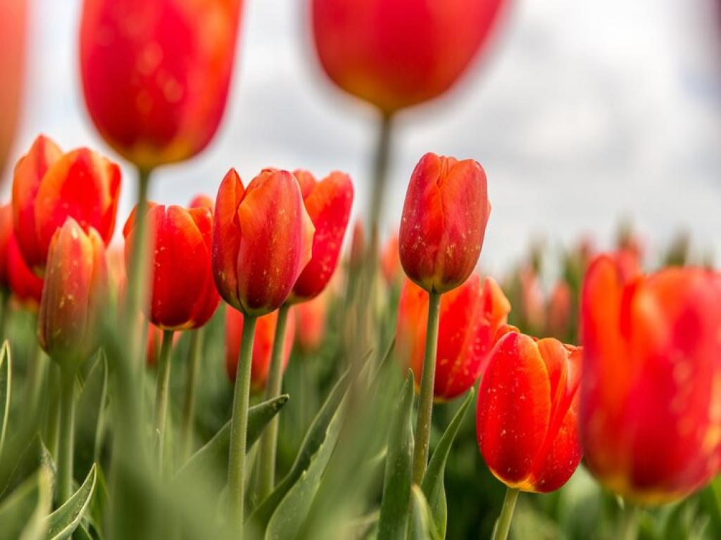 Коли садити тюльпани весною: поради, як це правильно робити 