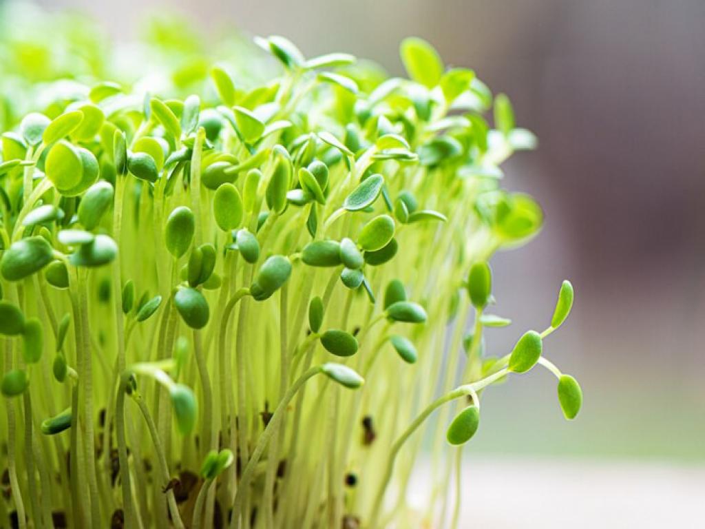 Мікрогрін: як виростити свіжі та смачні ростки вдома