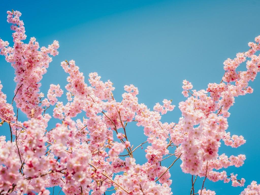 Где в Киеве цветет сакура: список мест, в которых растут эти деревья