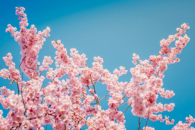 Где в Киеве цветет сакура: список мест, в которых растут эти деревья