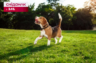 Відповідь вчених: як собаки допомагають пацієнтам із посттравматичним стресовим розладом 